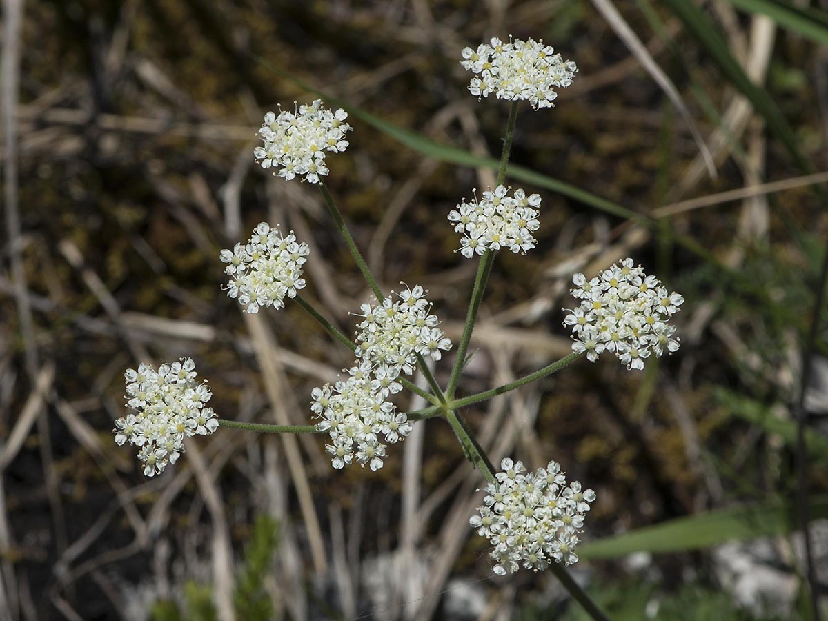 Athamanta cretensis